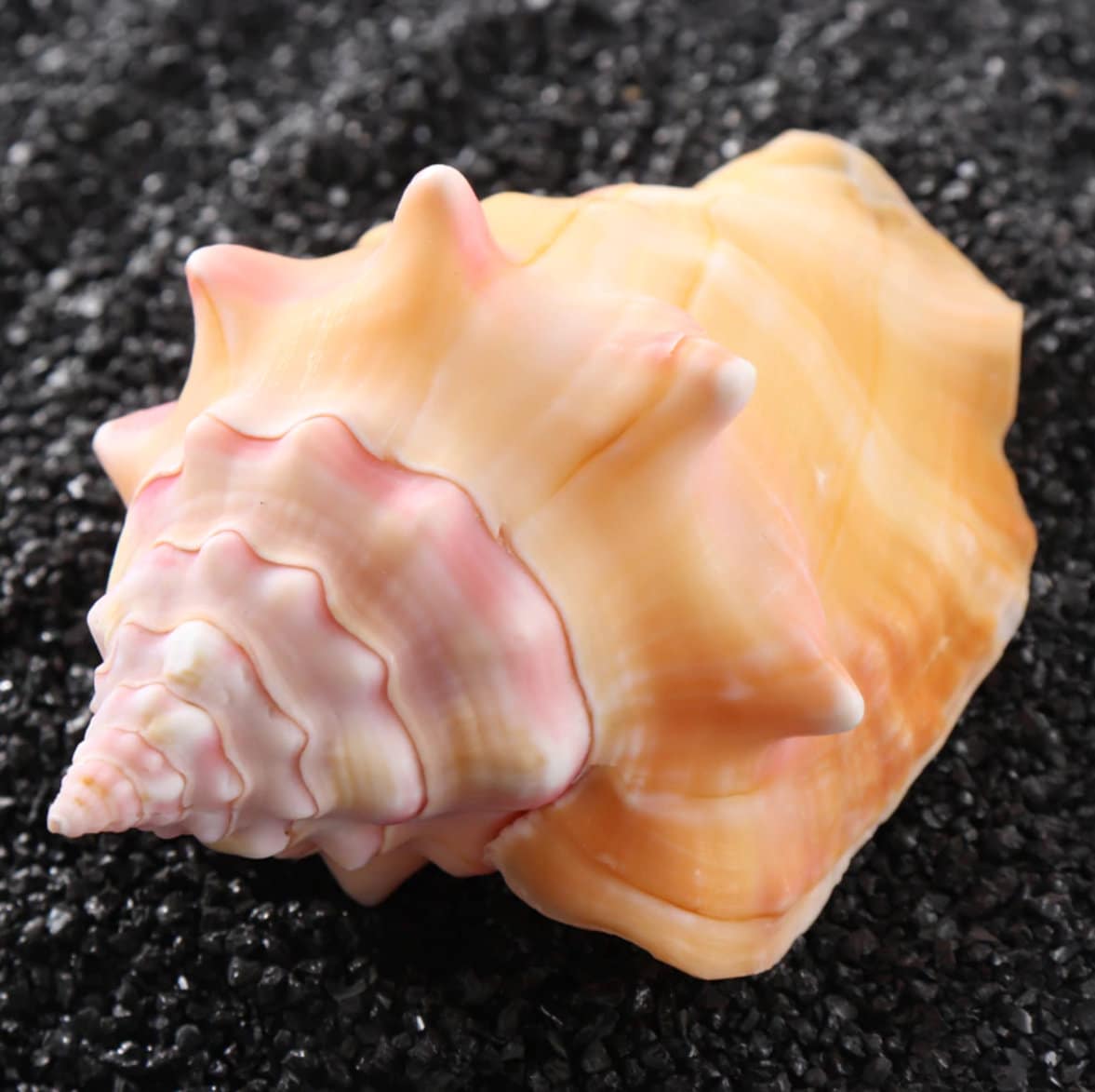 1～2個のピンク色の巻き貝の天然貝殻水槽用装飾品 - Etsy 日本