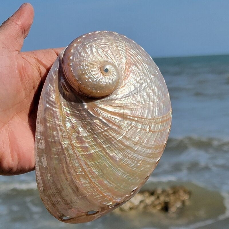 Rare Natural Conch Shell Seashells home Decoration Natural | Etsy