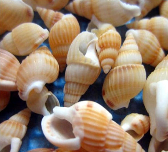 Fangoo Conchiglie di mare Miste da Spiaggia 7-15cm Stella Marina Conchiglie Naturali con Vetro per Decorazione Artigianato Naturale delle Stelle Marine per Feste in Spiaggia Decorazioni per la Casa