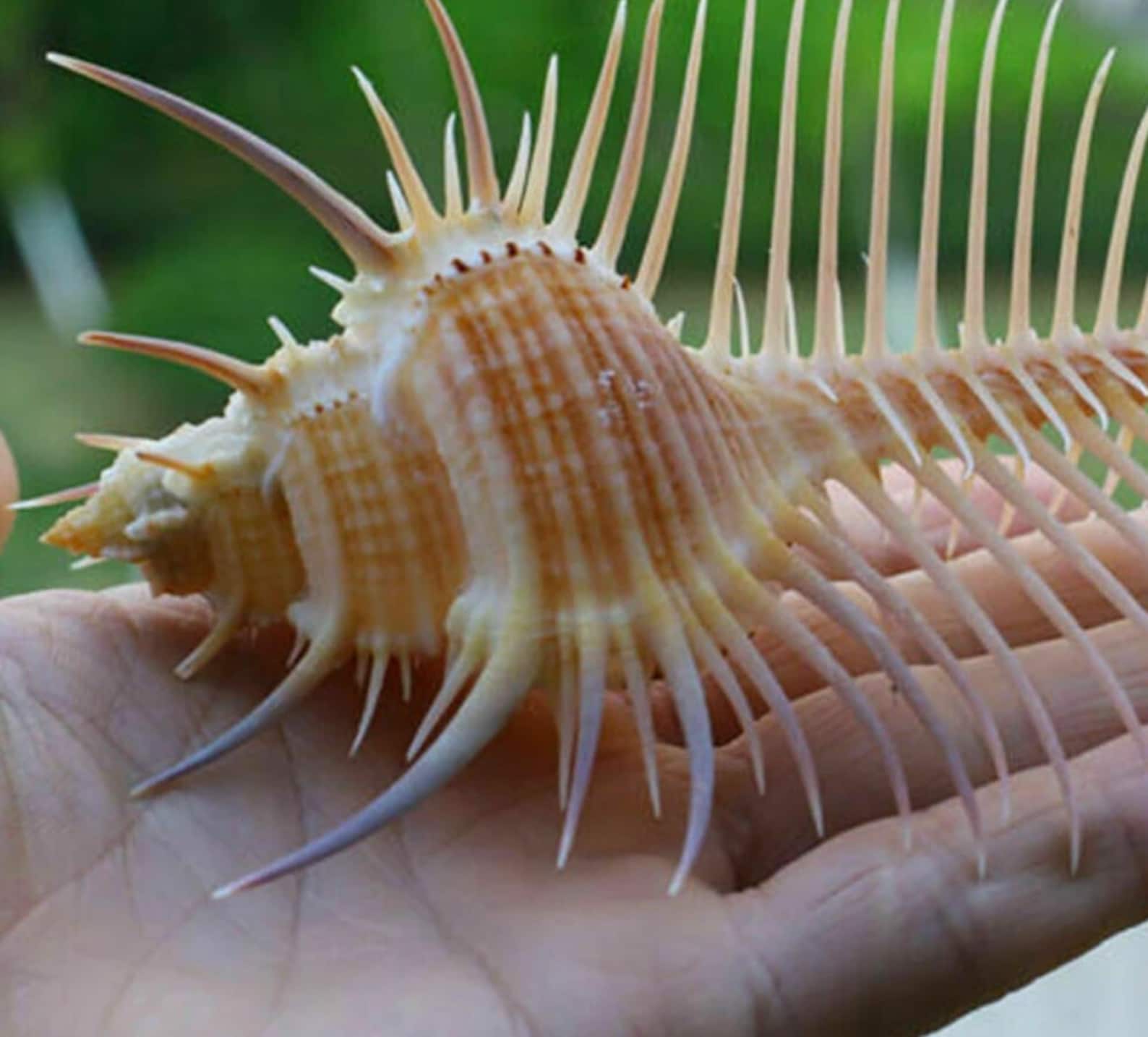 Natural Spiked Sea Shell: Mediterranean Conch Ornament (10-13cm) - Etsy