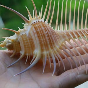 duże naturalne ozdoby śródziemnomorskie naturalna muszla muszla oceanu indyjskiego muszla plaża akwarium wystrój domu rzemiosło ozdoba dekoracja