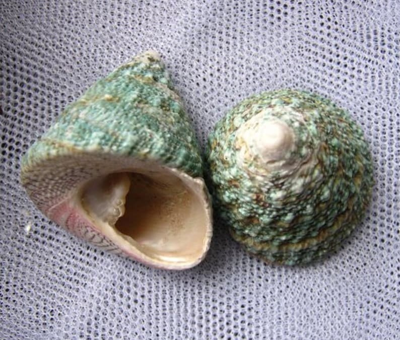 May include: Two green and brown seashells with a white interior. The shells are on a light gray background.