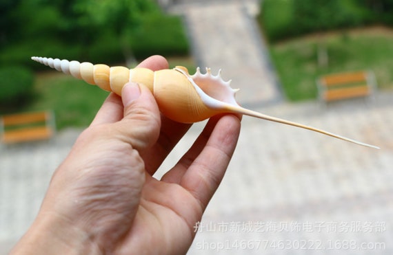 珍しい貝殻、巻貝、カタツムリ、長いカタツムリ、大法ネジ、 - Etsy 日本