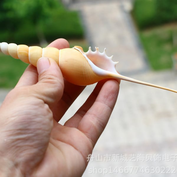 Große seltene natürliche Conch Shells lange Schnecken Dafa Schraube Geheimnis, natürliche Conch und Shell Martin Schienbein Tibia Probe Schnecke für Wohnkultur