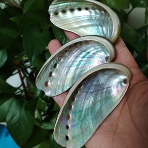 巨大なシャコガイの殻：天然の海の装飾品、工芸品オーナメント（18