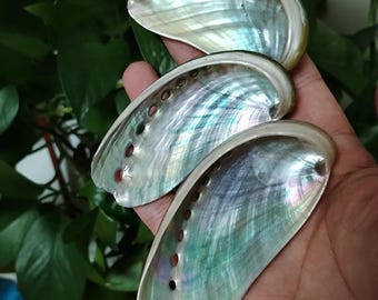 巨大なシャコガイの殻：天然の海の装飾品、工芸品オーナメント（18