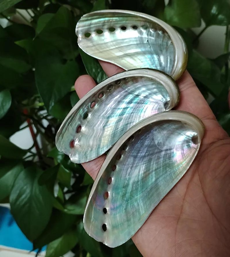 8pcs Abalone Shell (06-10CM): Natural Seashell Home Decor - Etsy