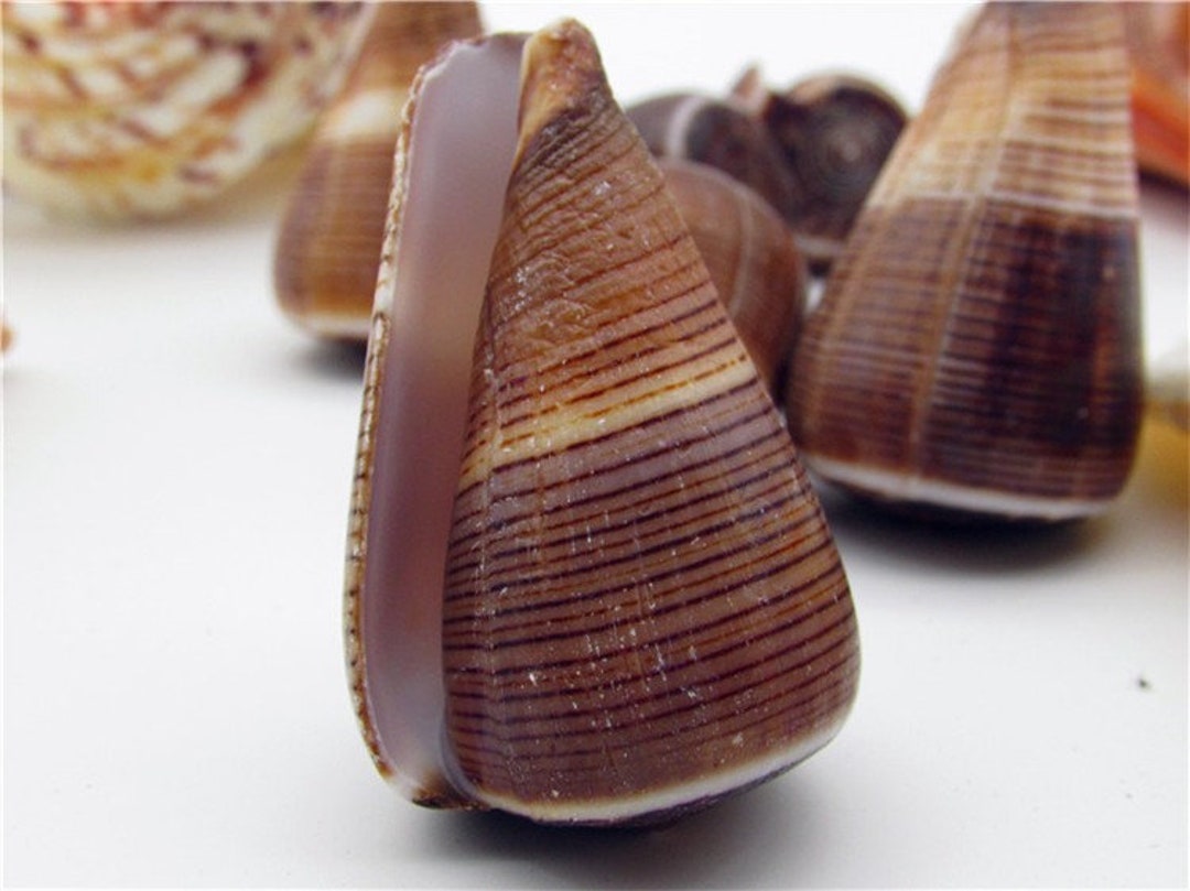 100 Stück Natürliche Muscheln Dekoration - Conch Schnecken Für Aquarium DIY Basteln