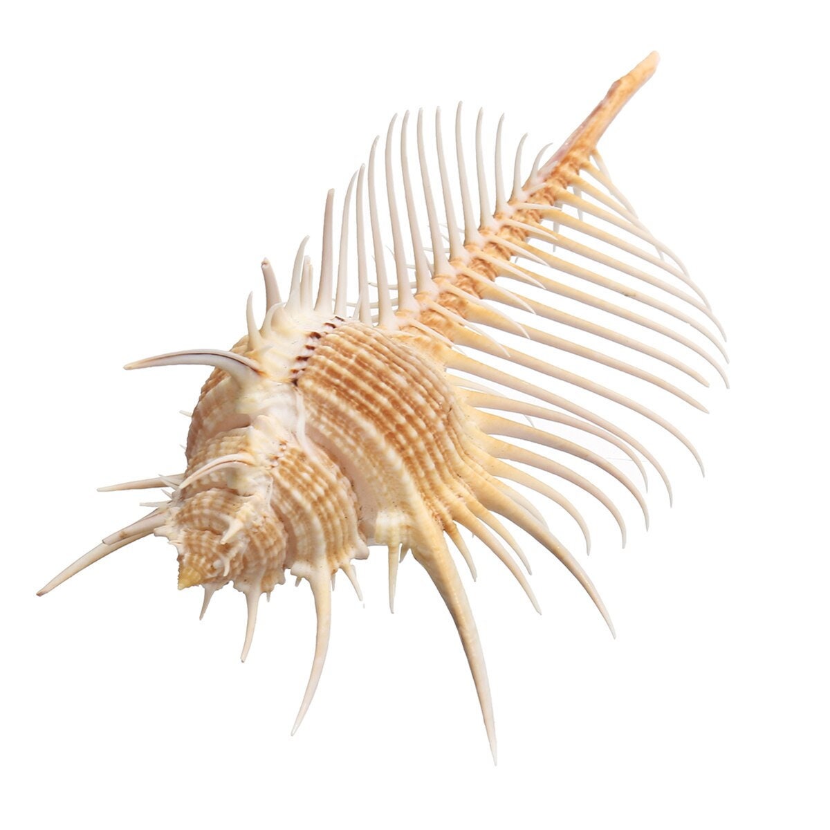 Natural Spiked Sea Shell: Mediterranean Conch Ornament (10-13cm) - Etsy