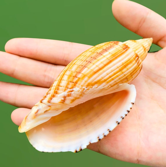 貝、天然珊瑚など