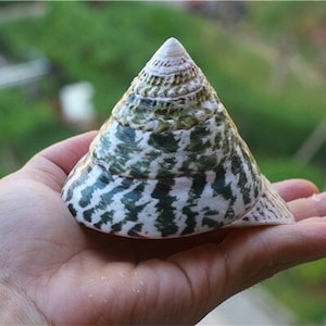 Op de afbeelding: Een grote, kegelvormige schelp met een wit en groen gestreept patroon. De schelp heeft een puntige punt en een brede, platte basis.