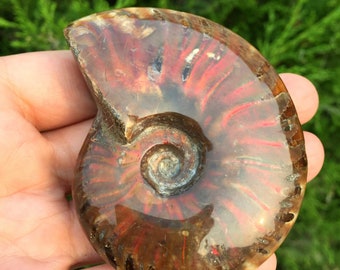 ジュラ紀 アンモナイト マダガスカル産 ジュラ紀 アンモナイト マダガスカル産 楽天市場】形状お任せ