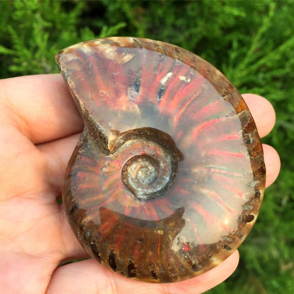 rare large Natural Fossil Conch shell Craft Collection, Natural Crystal Iridescent Ammonite Ammolite Facet Specimen Spotted Snail Fossil