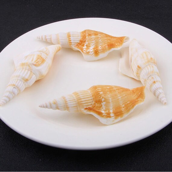 VOSAREA 5pcs Shooting Props Photography Props Nautical Decor Shell Decor  Shells for Decoration Photography Decoration Conch Seashells Manicure