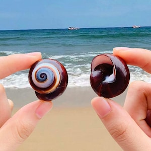 5pc Sea Shells Snail Natural Conch Fish Tank Aquarium Decoration  2-3cm | Natural Red Snail Shells Striped Conch Rare Specimen