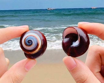 5pc Sea Shells Snail Natural Conch Fish Tank Aquarium Decoration  2-3cm | Natural Red Snail Shells Striped Conch Rare Specimen