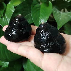 May include: Two black snail shells with a glossy finish. The shells are spiraled and have a textured surface.