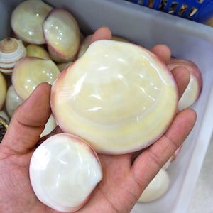 May include: A close-up of two large, white, iridescent seashells with pink edges. The shells are smooth and glossy, and they are held in a hand.