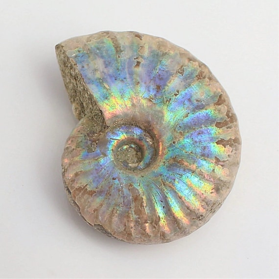 天然アンモナイト化石貝殻：カラフルな鉱物コレクション（20～40mm