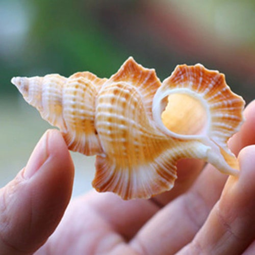 Natural Conch Shell Natural Conch Shell Fish Tank Aquarium Etsy