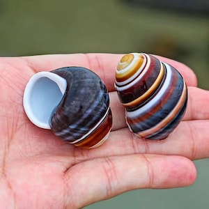 May include: Two spiral-patterned snail shells, held in a hand, are shown. The shells feature a mix of dark blue, brown, white, and orange colours. The interior of one shell is white.