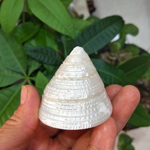 Puede incluir: Una concha de mar blanca con forma de espiral y una superficie lisa e iridiscente.