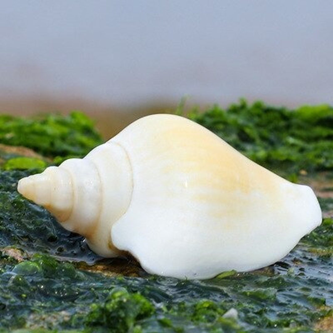 希少天然巻き貝：赤い口花の貝殻飾り（4～5cm） - Etsy 日本