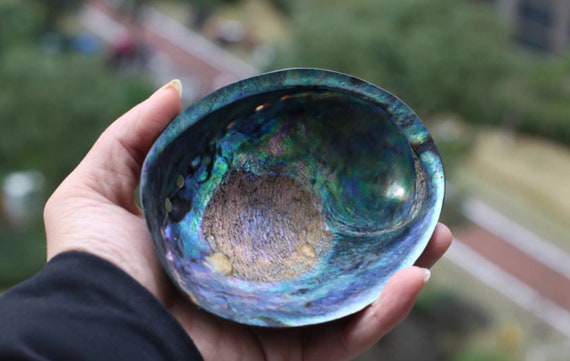 大きなアワビの貝殻（12～13cm）：天然貝殻のホームデコレーション