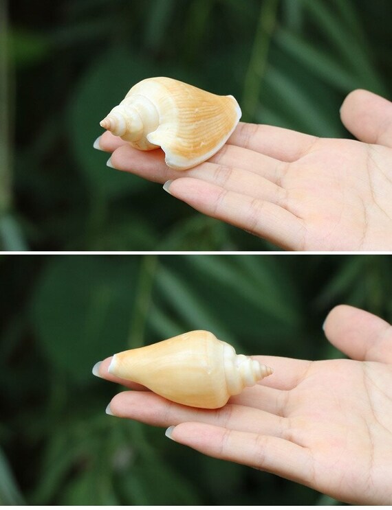 希少天然巻き貝：赤い口花の貝殻飾り（4～5cm） - Etsy 日本