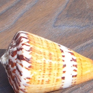 RARE Marine Sea Decor natürliche Conch Shell Schnecke | Natürliche Muschelschale | Muschelhaar Schnecke Aquarium Aquarium Dekoration Sammlung - 5-6 cm
