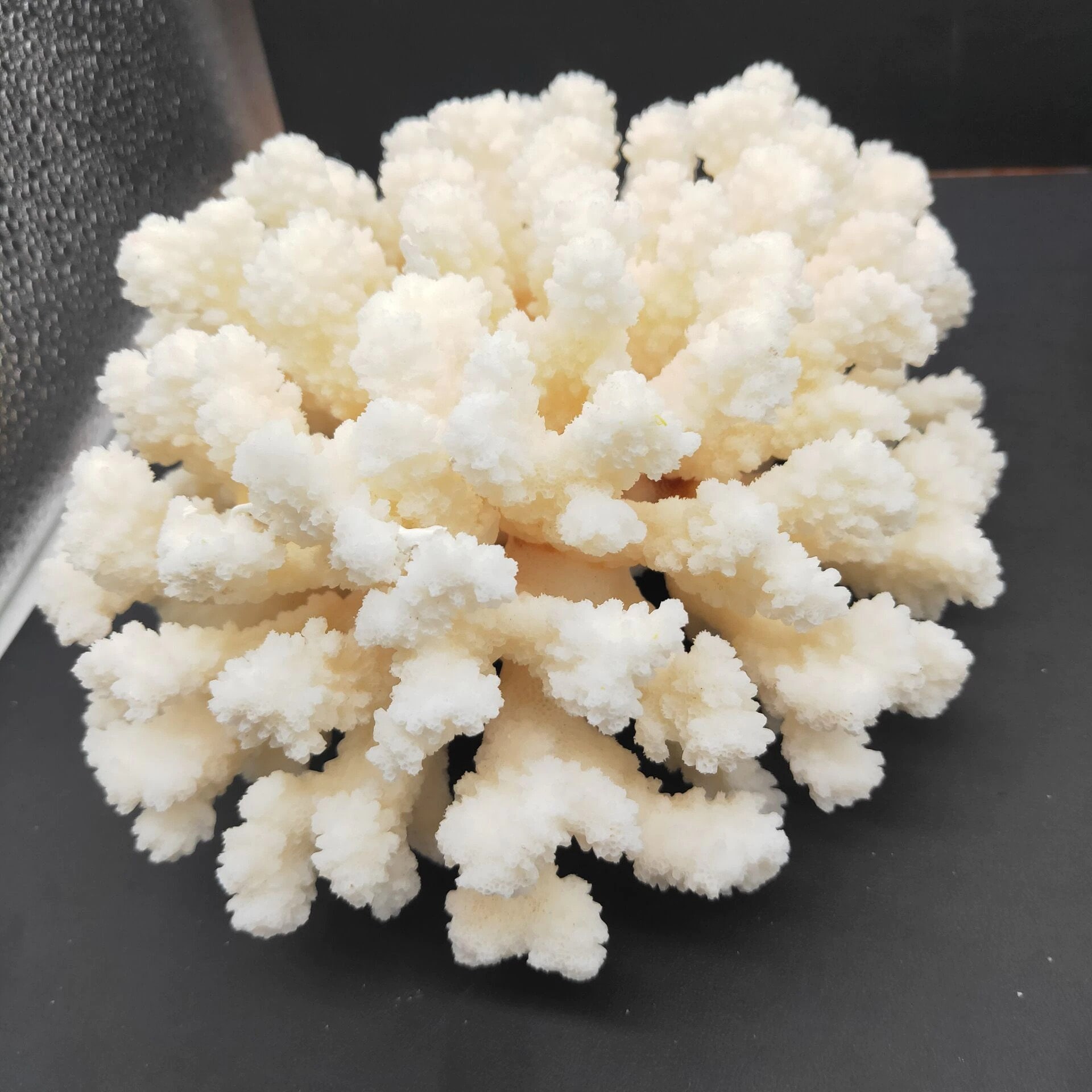 8 19cm LARGE Natural Coral Sea White Coral Tree Aquarium