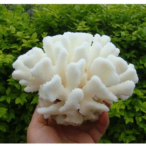 Grand arbre de corail blanc de mer de corail naturel 8-19cm, aménagement paysager d'aquarium, ornements d'ameublement de maison, coquillages naturels