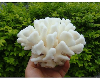 8-19cm LARGE Natural Coral Sea White Coral Tree Aquarium Landscaping Home Furnishing Ornaments Home Decoration Seashells Natural