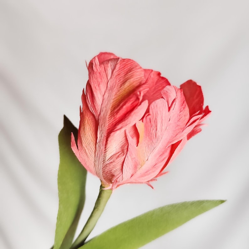以下が含まれることがあります： フリルのある花びらのコーラル色のチューリップのクローズアップ。花には緑色の茎と2枚の緑色の葉があります。背景は柔らかな白です。