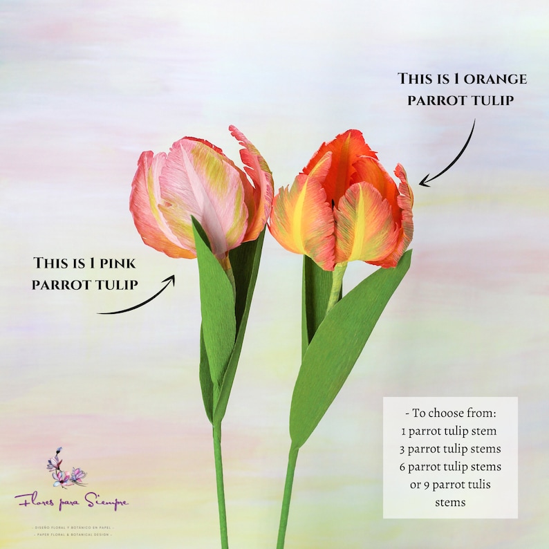 Infographic detailing the anatomy of a handmade crepe paper parrot tulip, showing realistic petals