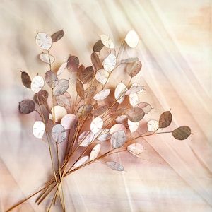 Puede incluir: Un ramo de tallos artificiales de Lunaria con delicadas vainas de semillas redondas y de papel en tonos blancos, rosas y marrones. Los tallos son de color dorado y el arreglo se encuentra sobre un fondo de tela suave color melocotón.