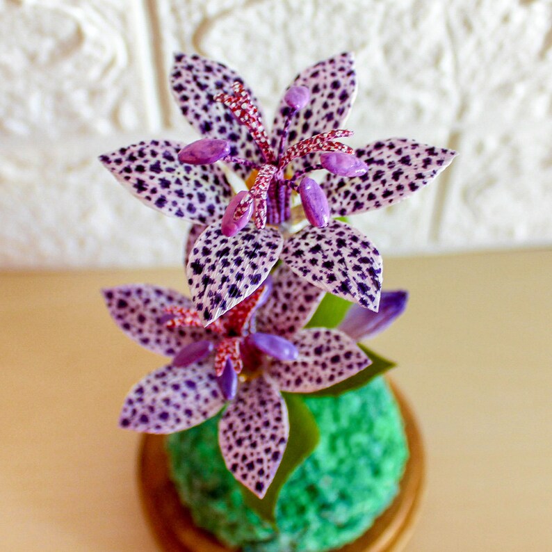 Flower Glass Dome Flower Display Decor Glass Dome Flower Etsy