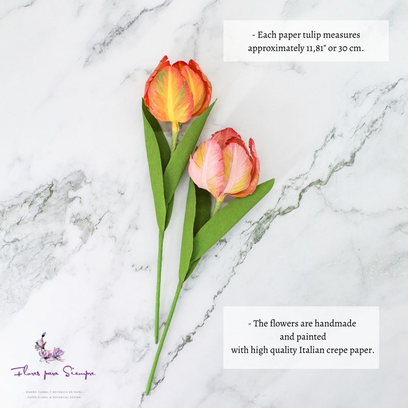 Infographic showing two stems of paper parrot tulips, highlighting sizing or bouquet options.