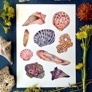 Seashells Beachy Wall Art Prints Ocean Nursery Art Oyster Shell Print