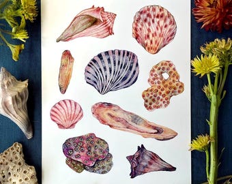 Impresión artística de conchas marinas pintadas a mano, arte popular costero náutico vintage, impresión caprichosa de mar de playa, arte de pared estilo cottagecore costero
