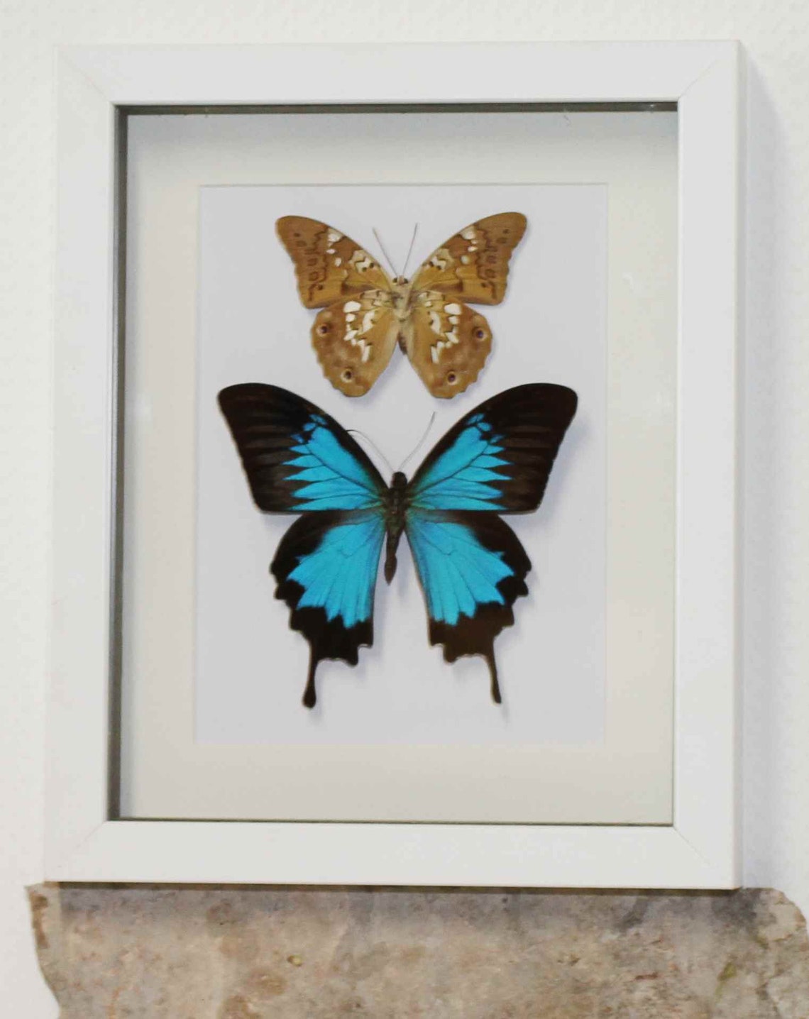 Real framed butterflies in white box frame FREE UK POST Etsy