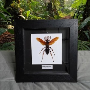 May include: A framed Tarantula spider specimen. The insect has orange wings and a black body, mounted on a white background. The black frame is rectangular and the background is a lush green forest.