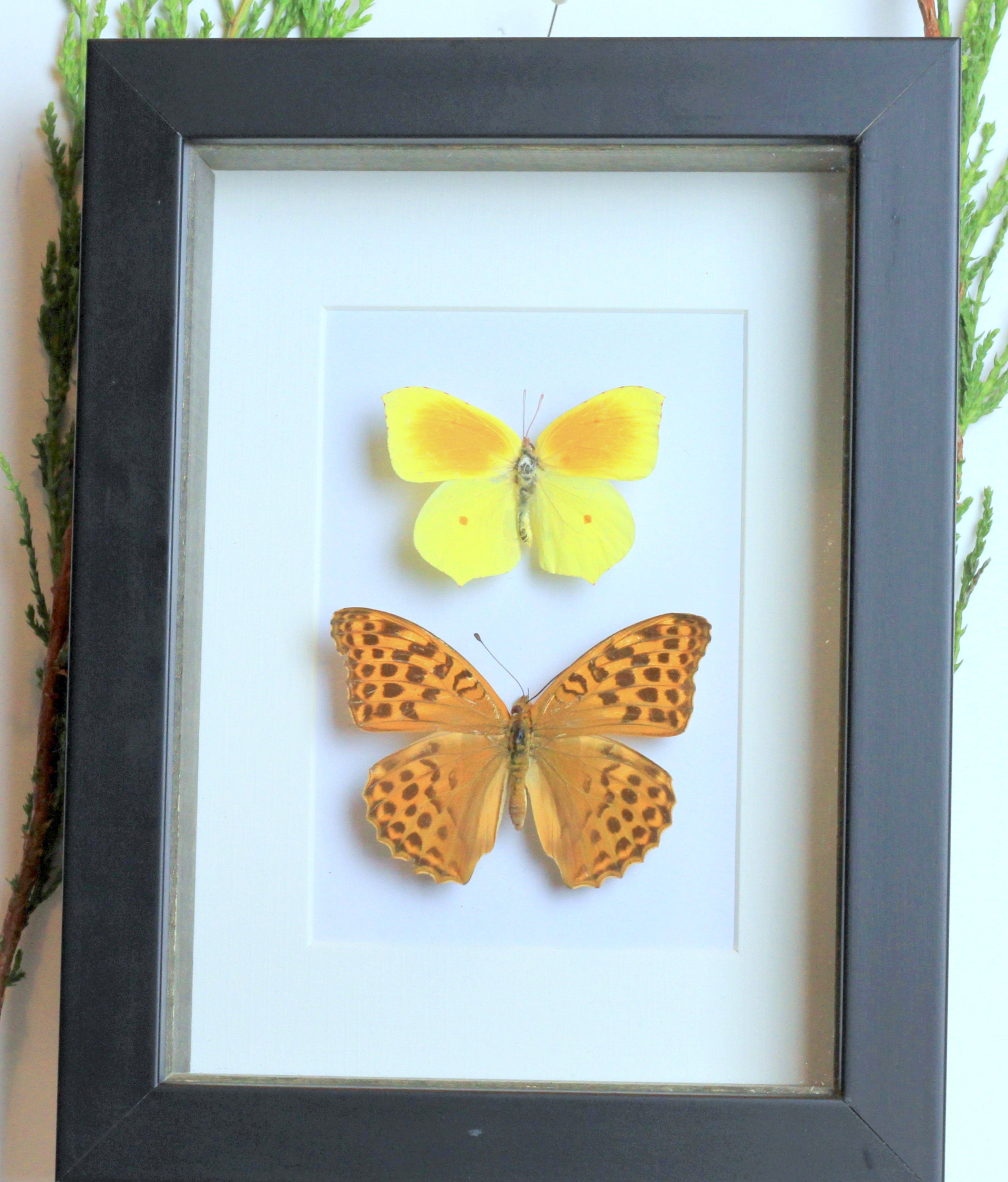 Real framed butterflies original wall art taxidermy specimen Etsy