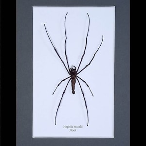 May include: A preserved Nephila hasselti spider specimen mounted on a white rectangular backing within a dark grey mat frame. The spider has a dark brown body and long, slender legs. The text Nephila hasselti JAVA is printed below the spider.