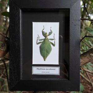 Könnte beinhalten: Ein gerahmtes Exemplar des Insekts Phyllium jacobsoni. Das leuchtend grüne Insekt ist auf weißem Hintergrund in einem schwarzen Rahmen montiert. Der Rahmen enthält ein kleines Etikett mit dem wissenschaftlichen Namen und der Herkunft des Insekts.