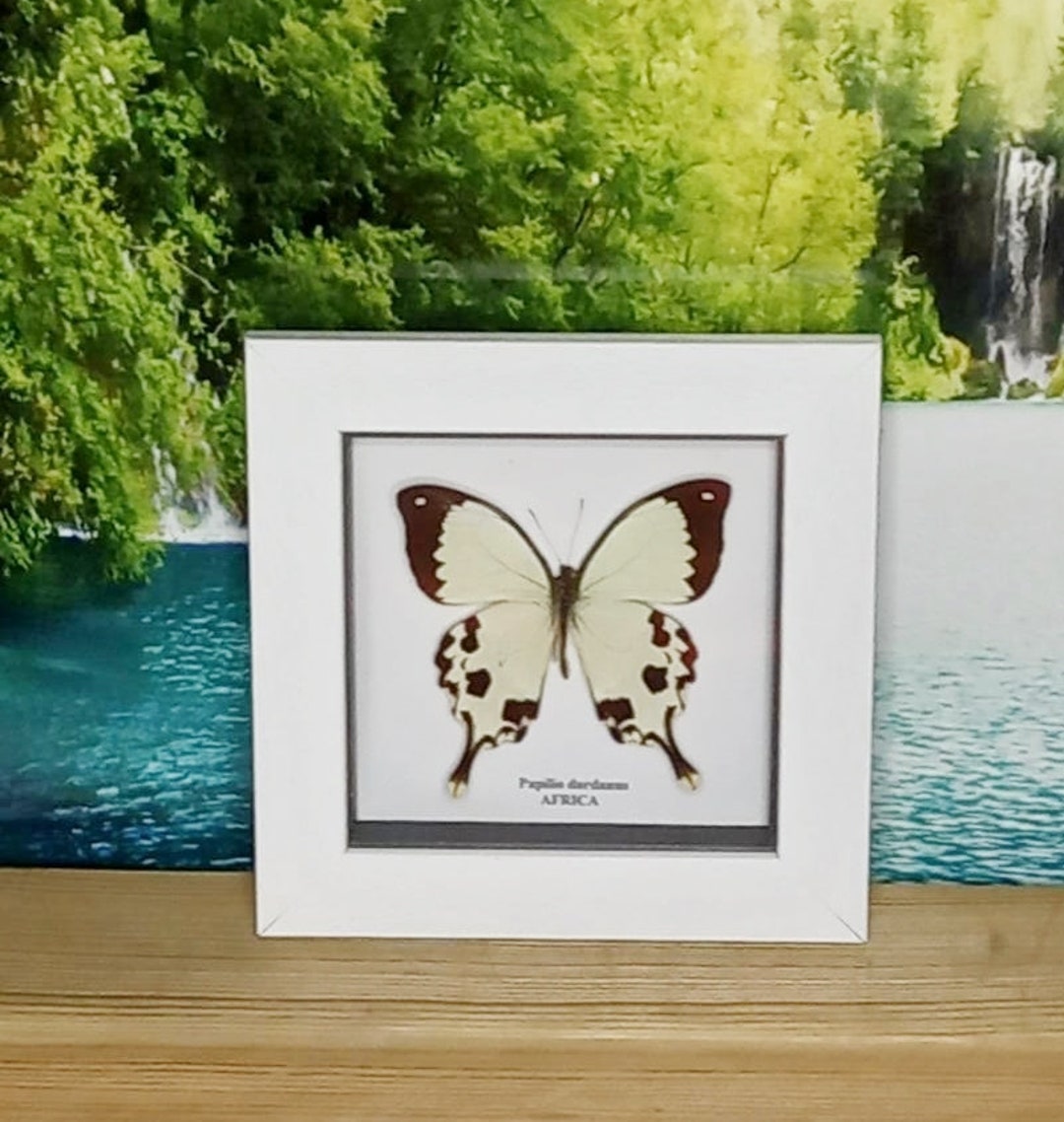 WHITE BUTTERFLY 5X7 FRAME main image 0