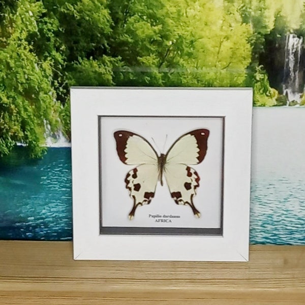 framed buttefly from africa,17x17 white frame, 9cm wingspan. white and brown swallow-tail butterfly. ideal wall art, framed taxidermy, curio