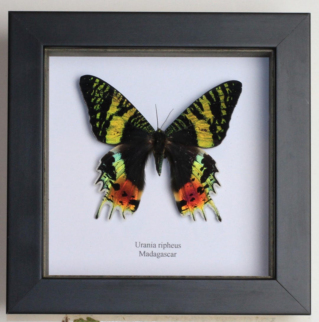 Moth In Frame Real Butterfly in a Frame, Sunset Moth in a Black Wood Frame 17x17cm ...