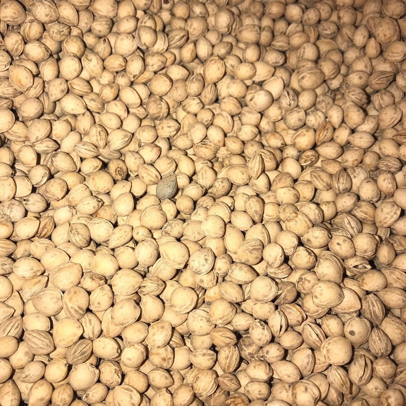 Organic Cherry Pits 1.5 Lbs & Up Bulk Loose Pits Heat Sack | Etsy