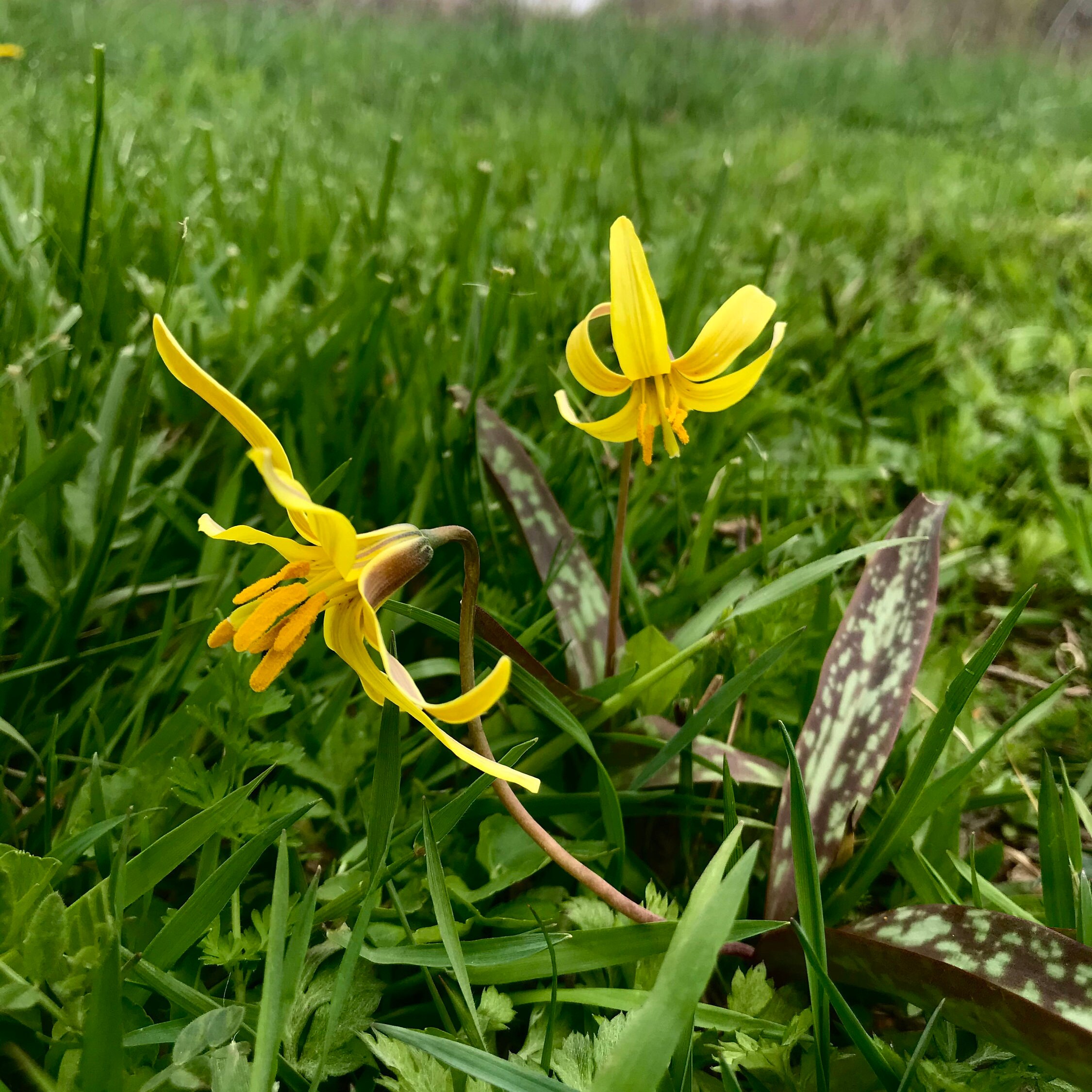 Yellow Fawn Lily // Flower Essence // Energetic Healing Etsy